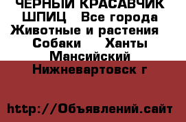 ЧЕРНЫЙ КРАСАВЧИК ШПИЦ - Все города Животные и растения » Собаки   . Ханты-Мансийский,Нижневартовск г.